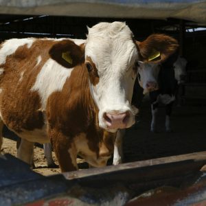 White and brown heifer