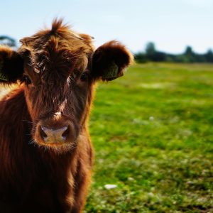 brown calf standing on green grass field