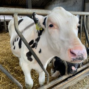 Heifer 3, white with black spots around the neck and stomach