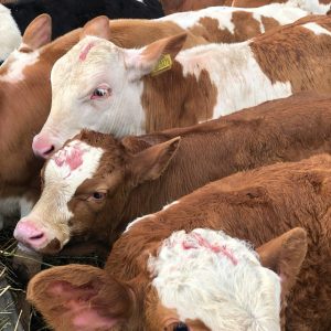 Brown and white on the head heifers