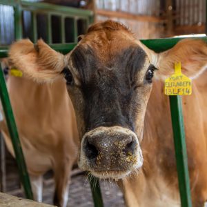 close up of a brown cow