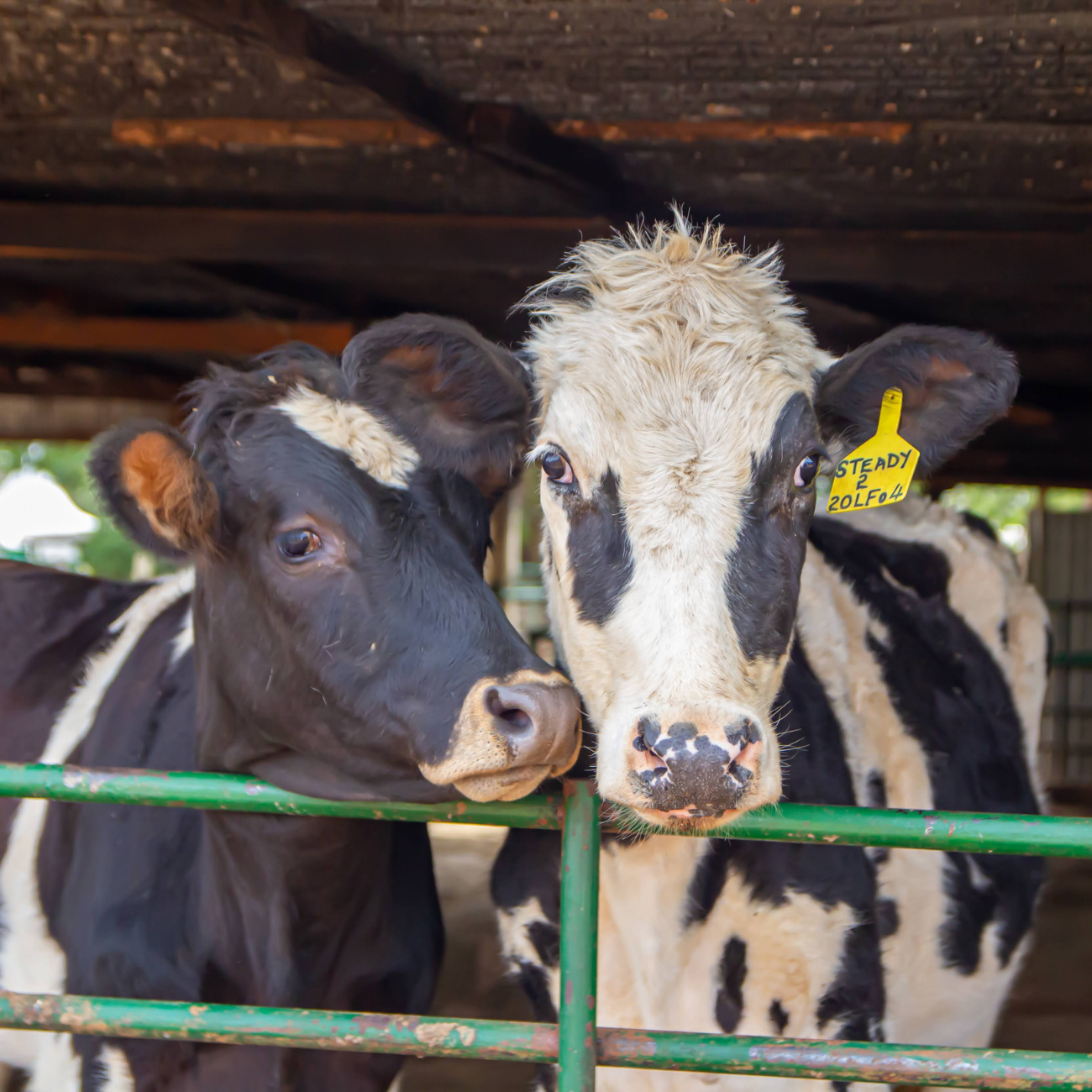 2 heifers close to each other