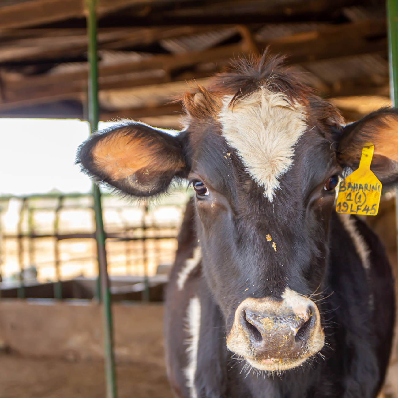black and white spotted cow