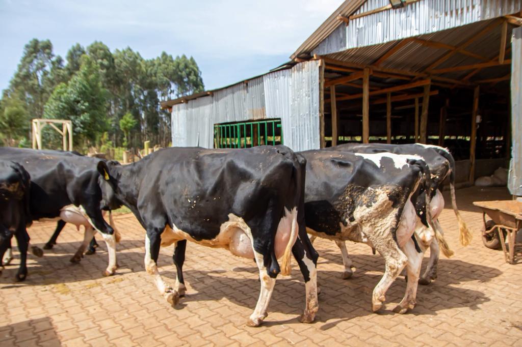 Dairy cows walking showcasing their udders