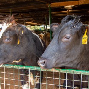 Two heifers facing left