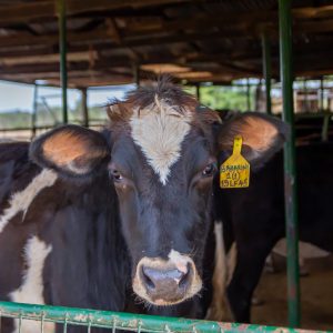 black cow with white patches facing the camera straight on.