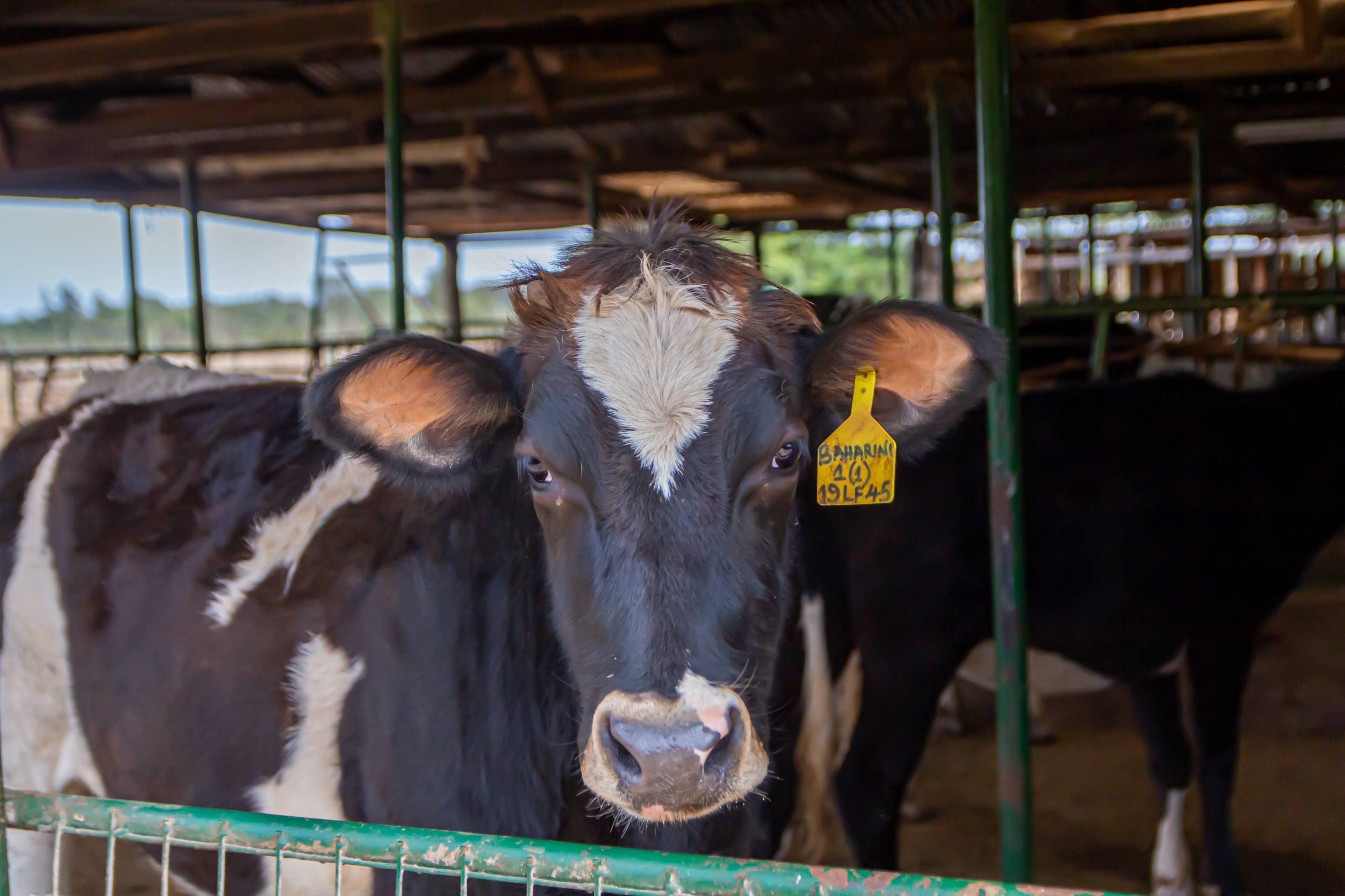 black cow with white patches facing the camera straight on.